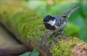 11_DSC2177_Coal_Tit_brainy_68pc