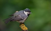 11_DSC2215_Coal_Tit_furious_74pc