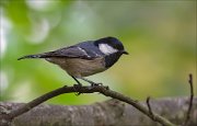 11_DSC8295_Coal_Tit_string_58pc