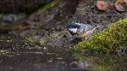 11_DSC8328_Coal_Tit_waterfront_45pc