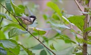 11_DSC8660_Coal_Tit_alder_51pc