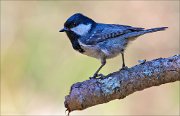 13_DSC7121_Coal_Tit_sparkling_75pc