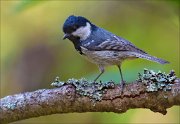 13_DSC9504_Coal_Tit_stuffy_72pc