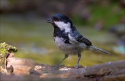 13_DSC9522_Coal_Tit_sparky_60pc