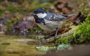 13_DSC9802_Coal_Tit_pacific_mood_55pc