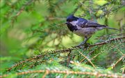 14_DSC3308_Coal_Tit_stings_51pc