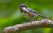 14_DSC4191_Coal_Tit_bare_66pc