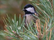 15_DSC9636_Coal_Tit_conceal_54pc