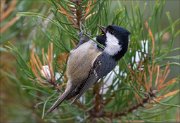 15_DSC9654_Coal_Tit_delicacy_53pc