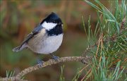 15_DSC9723_Coal_Tit_tart_43pc