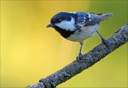 18_DSC3114_Coal_Tit_luminous_52pc