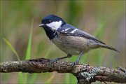 18_DSC3406_Coal_Tit_serene_61pc