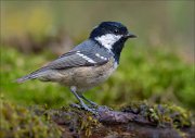 18_DSC3419_Coal_Tit_sound_69pc