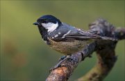 18_DSC3625_Coal_Tit_round_visit_57pc