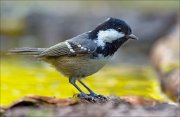 18_DSC5424_Coal_Tit_phase_71pc