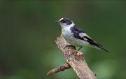 11_DSC3939_Collared_Flycatcher_rara_61pc