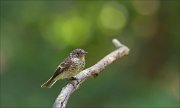 11_DSC5406_Collared_Flycatcher_lightly_55pc