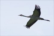 13_DSC8982_Common_Crane_gloomy_20pc