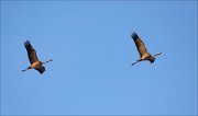 15_DSC0390_Common_Crane_company_64pc