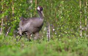 15_DSC4460_Common_Crane_explore_47pc