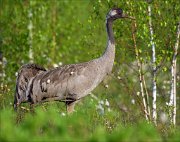 15_DSC4474_Common_Crane_restricted_129pc