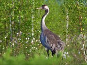 15_DSC4485_Common_Crane_rearward_113pc