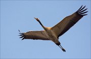 17_DSC1126_Common_Crane_steam_50pc