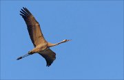 19_DSC7977_Common_Crane_boom_31pc