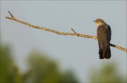 15_DSC4225_Common_Cuckoo_veracious_18pc