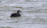 21_DSC3168_Common_Eider_ashen_15pc