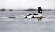 05_DSC1210_Common_Goldeneye_reviving_a_dull_morning_50pc