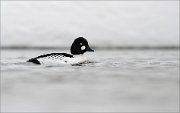 05_DSC1260_Common_Goldeneye_a_dull_43pc