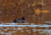 05_DSC1572_Common_Goldeneye_female_in_bronze_71pc