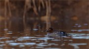 05_DSC1577_Common_Goldeneye_female_brownlight_63pc