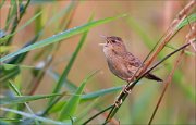 12_DSC8511_Common_Grasshopper_Warbler_grassong_50pc