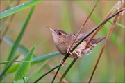 12_DSC8521_Common_Grasshopper_Warbler_pliancy_30pc