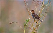 12_DSC8527_Common_Grasshopper_Warbler_rigidity_45pc