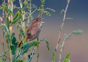 12_DSC8577_Common_Grasshopper_Warbler_ambiance_31pc