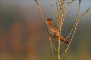 12_DSC8647_Common_Grasshopper_Warbler_effort_29pc