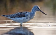 17_DSC2381_Common_Greenshank_blanch_81pc