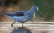 17_DSC2385_Common_Greenshank_drib_53pc