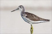 18_DSC0951_Common_Greenshank_slick_97pc