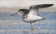 18_DSC0989_Common_Greenshank_glide_63pc