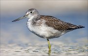 18_DSC1020_Common_Greenshank_cogitation_91pc