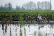 P1600520_Common_Greenshank_solitude_42pc