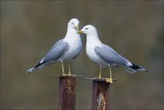 19_DSC9333_Common_Gull_brace_35pc