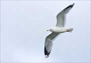 20_DSC1484_Common_Gull_plenitude_71pc