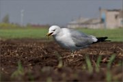 P1500788_Common_Gull_feeding_on_worms_47pc