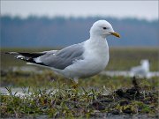 P1590226_Common_Gull_in_rain