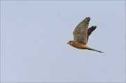 20_DSC1265_Common_Kestrel_cinder_16pc